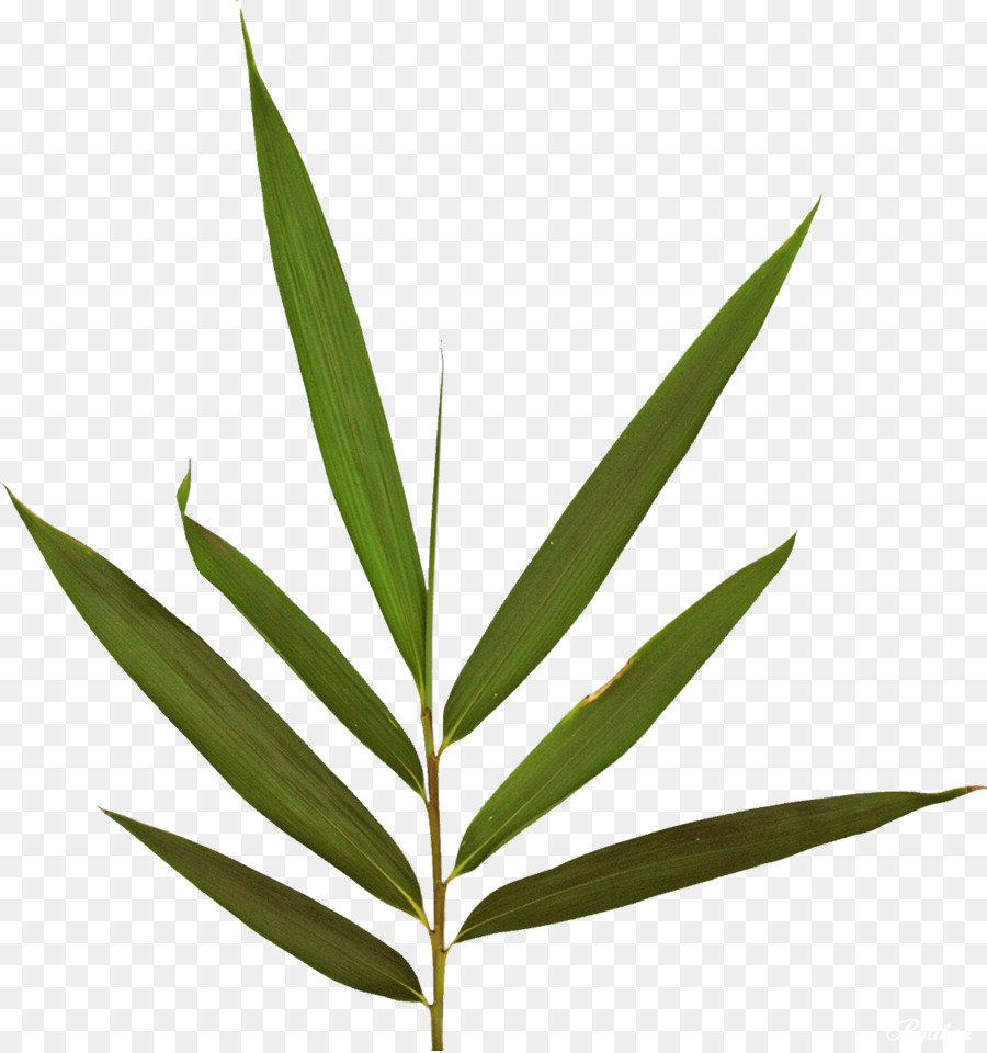 Hoja，Fern PNG