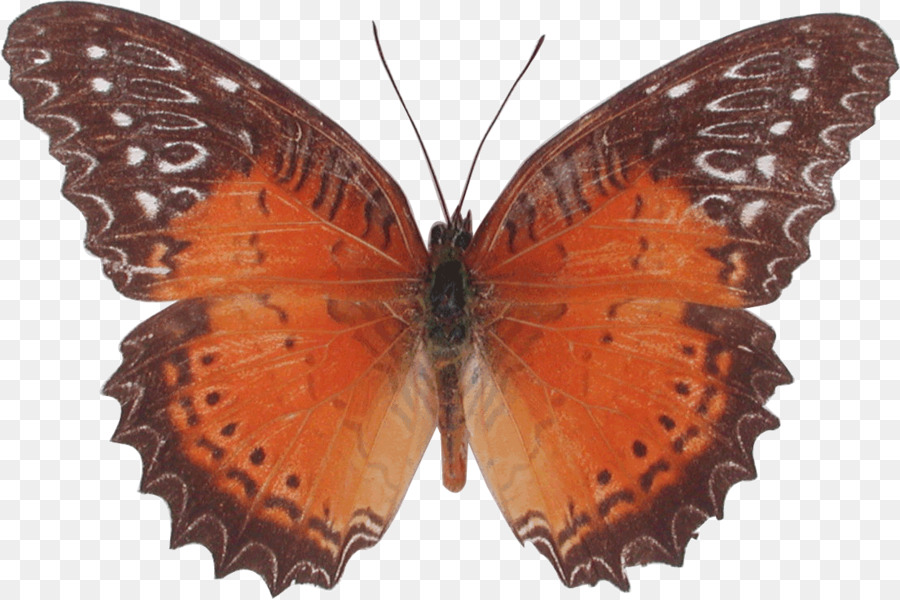 Nymphalidae，Mariposa PNG