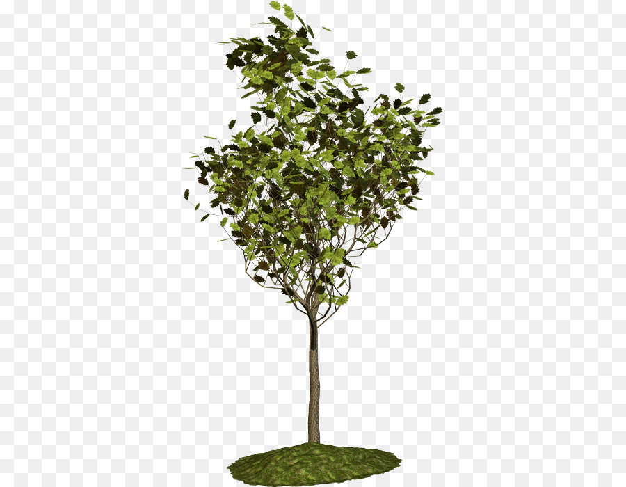 Rama，árbol PNG