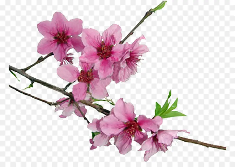 De Los Cerezos En Flor，Flor PNG