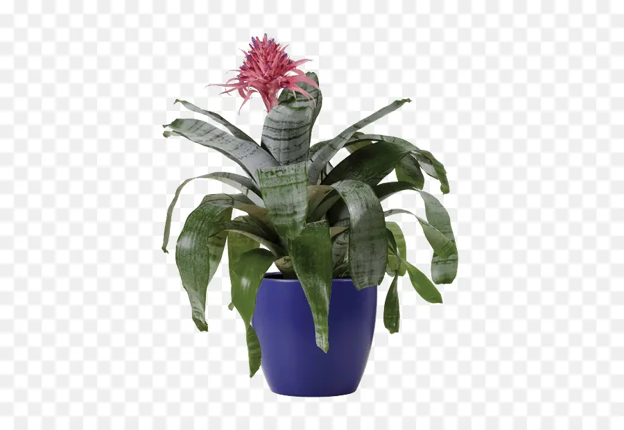 Aechmea Fasciata，Las Flores Cortadas PNG