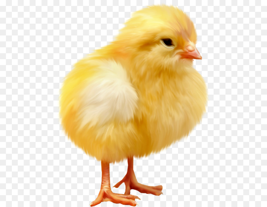 Pollo，Poussin PNG