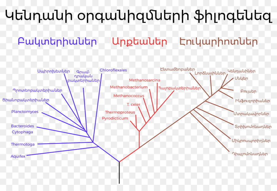 árbol Filogenético，La Filogenia PNG