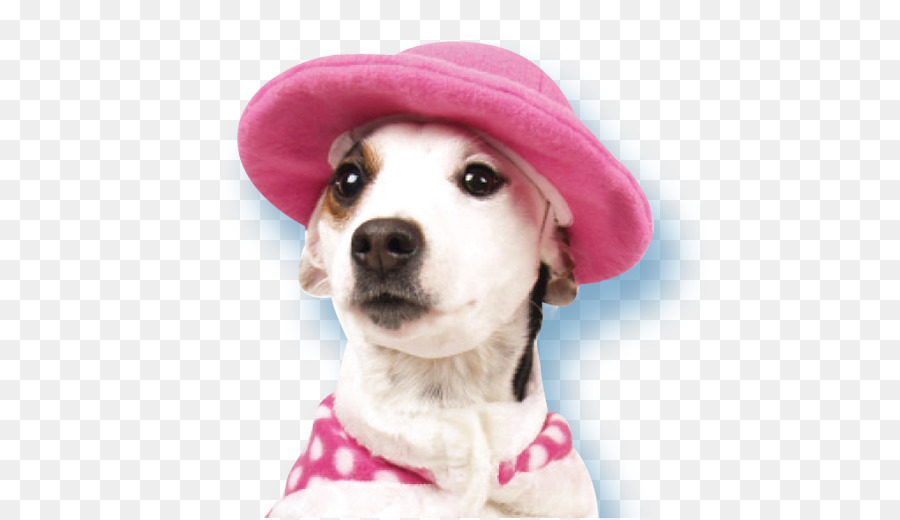 Perro Con Sombrero，Sombrero Rosa PNG