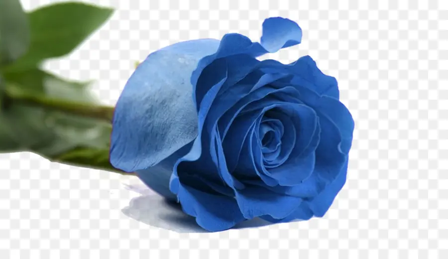 Rosa Azul，Pétalos PNG