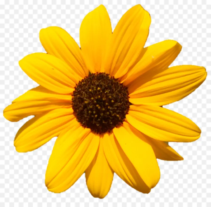 Flor，Amarillo PNG