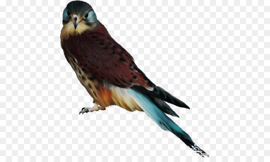 Pájaro，Hawk PNG