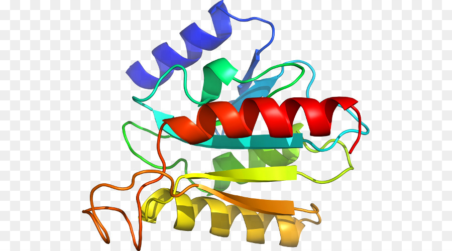 Estructura Proteica，Molécula PNG