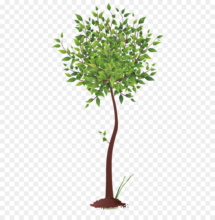 Raíz，árbol PNG