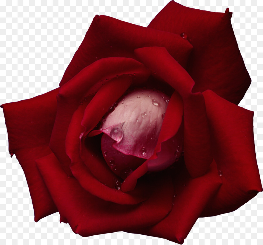 Rosa Rosa，Florecer PNG