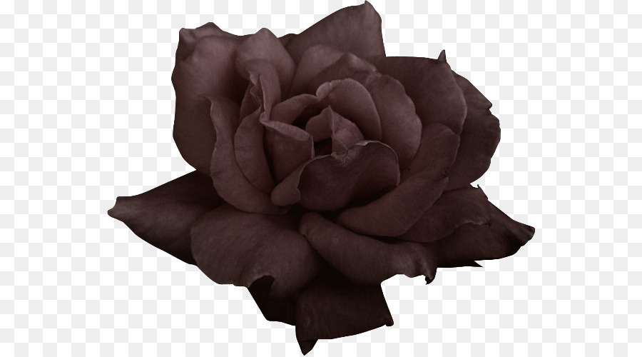 Rosa，Flor PNG