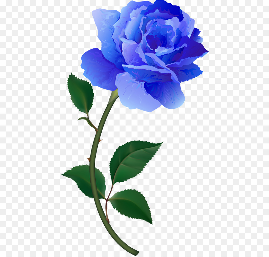 Las Rosas De Jardín，Rosa Azul PNG