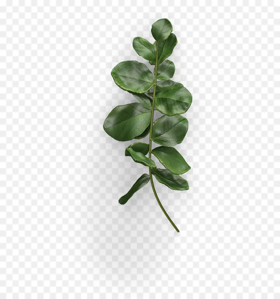 Hoja，Verde PNG