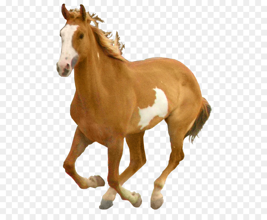 Potro，Caballo PNG