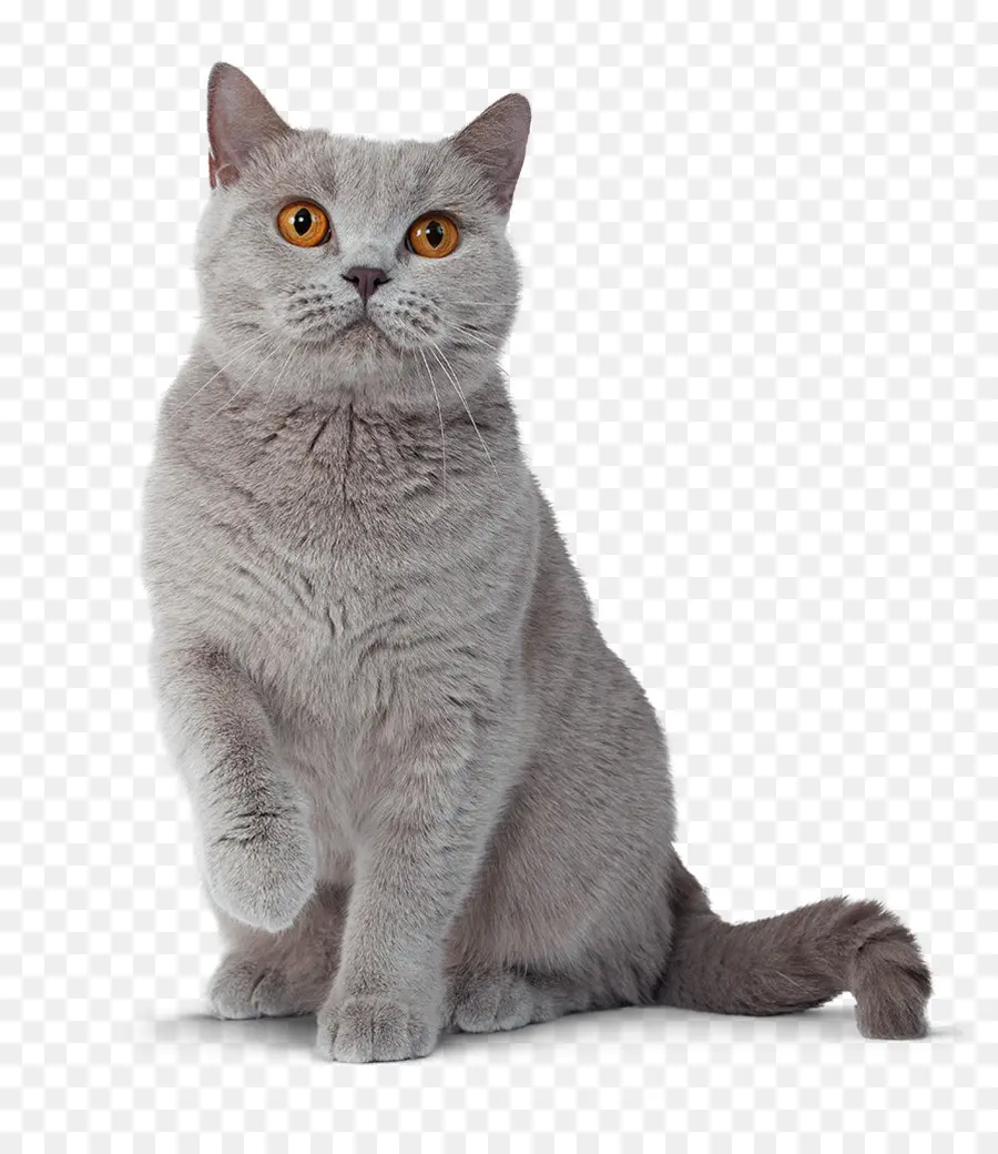 British Shorthair，Gato Persa PNG