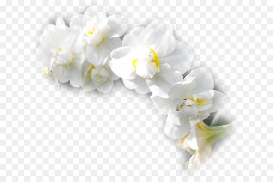 Flor，La Polilla De Las Orquídeas PNG