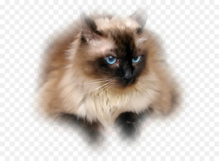 Gato，Mascota PNG