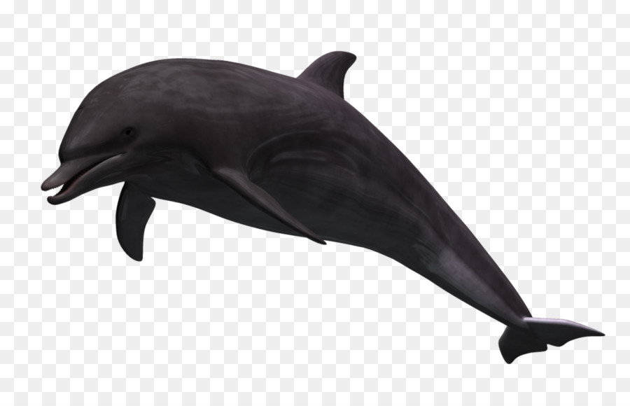 Común Delfín Nariz De Botella，Wholphin PNG