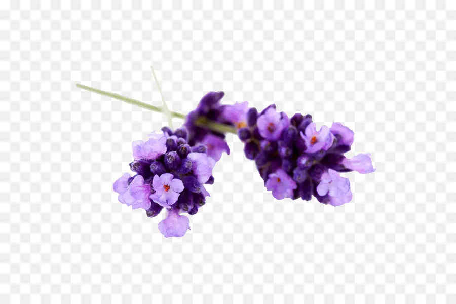 Flores De Lavanda，Planta PNG