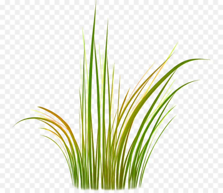 Sweet Grass，Vetiver PNG