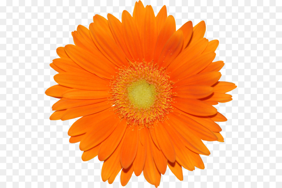 Transvaal Daisy，Común Daisy PNG