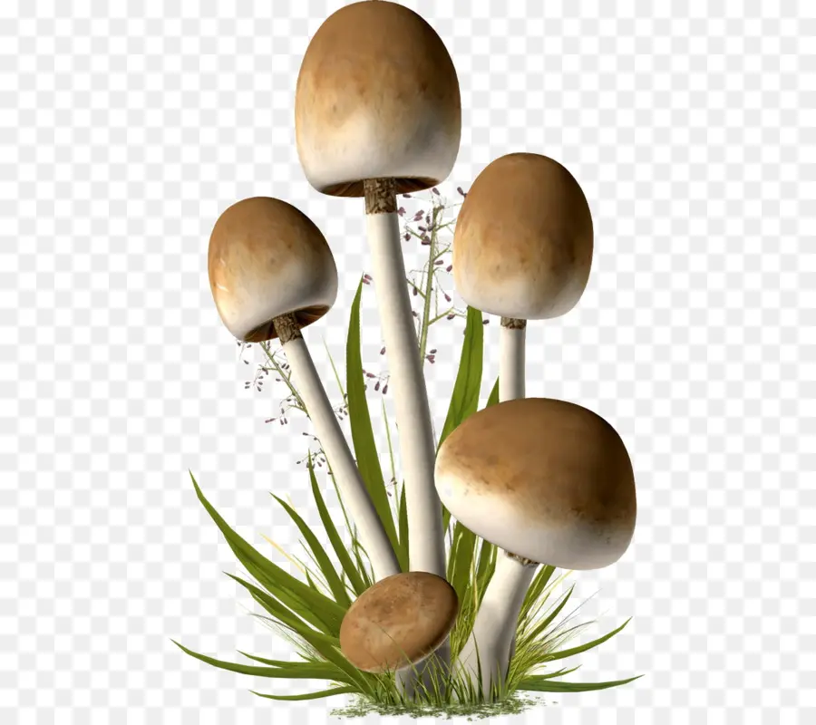 Hongos，Plantas PNG