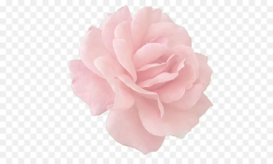 Rosas De Jardín，Rosas De Centifolia PNG