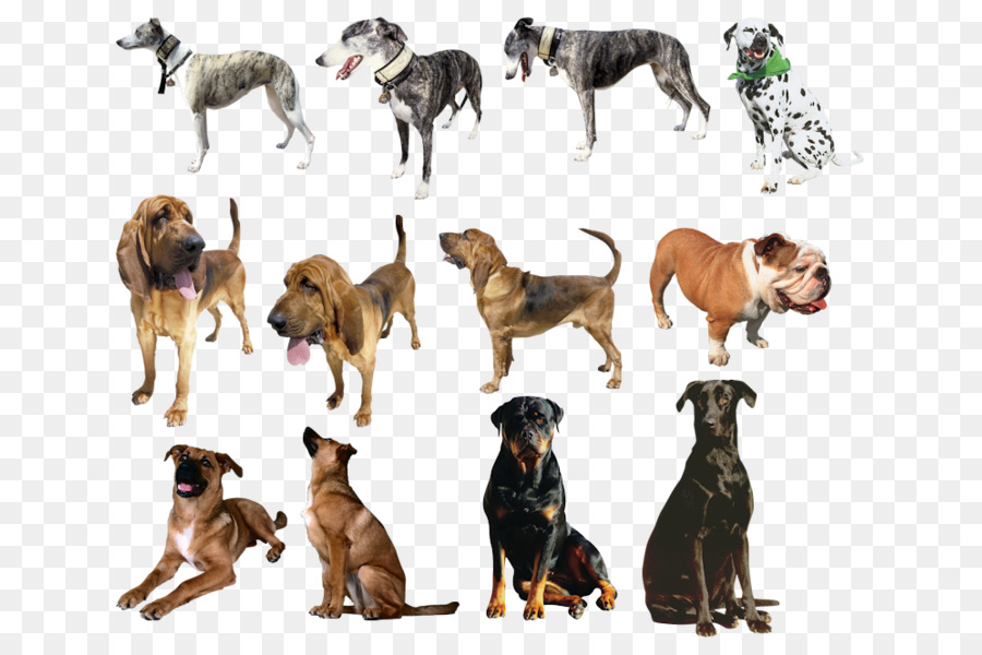 Raza De Perro，Labrador Retriever PNG