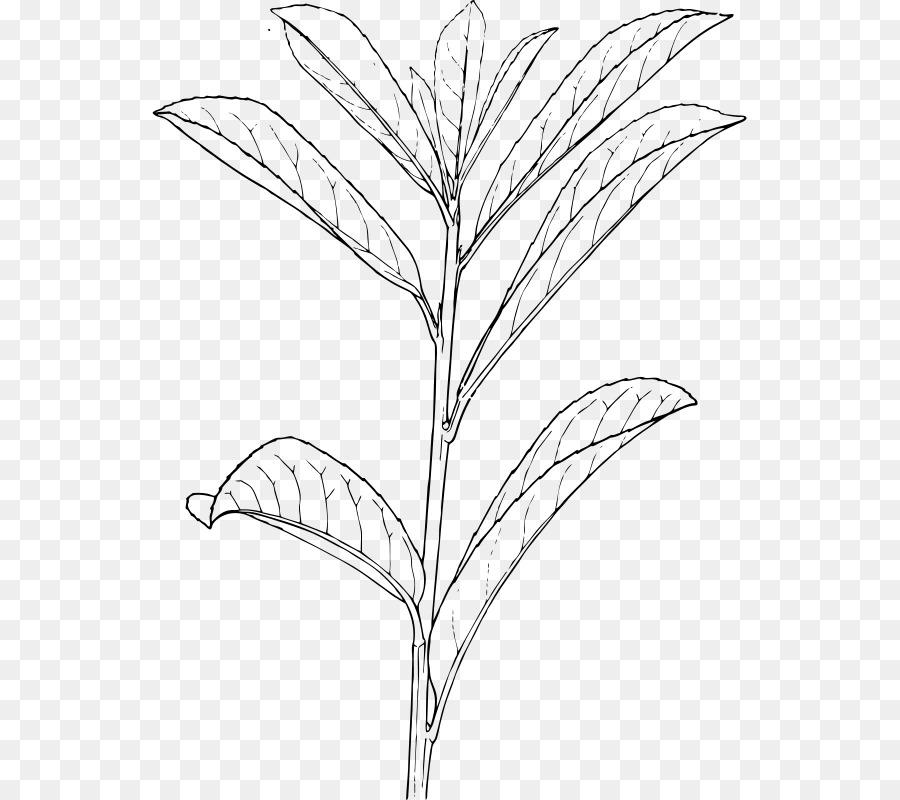 Arbusto，Planta PNG