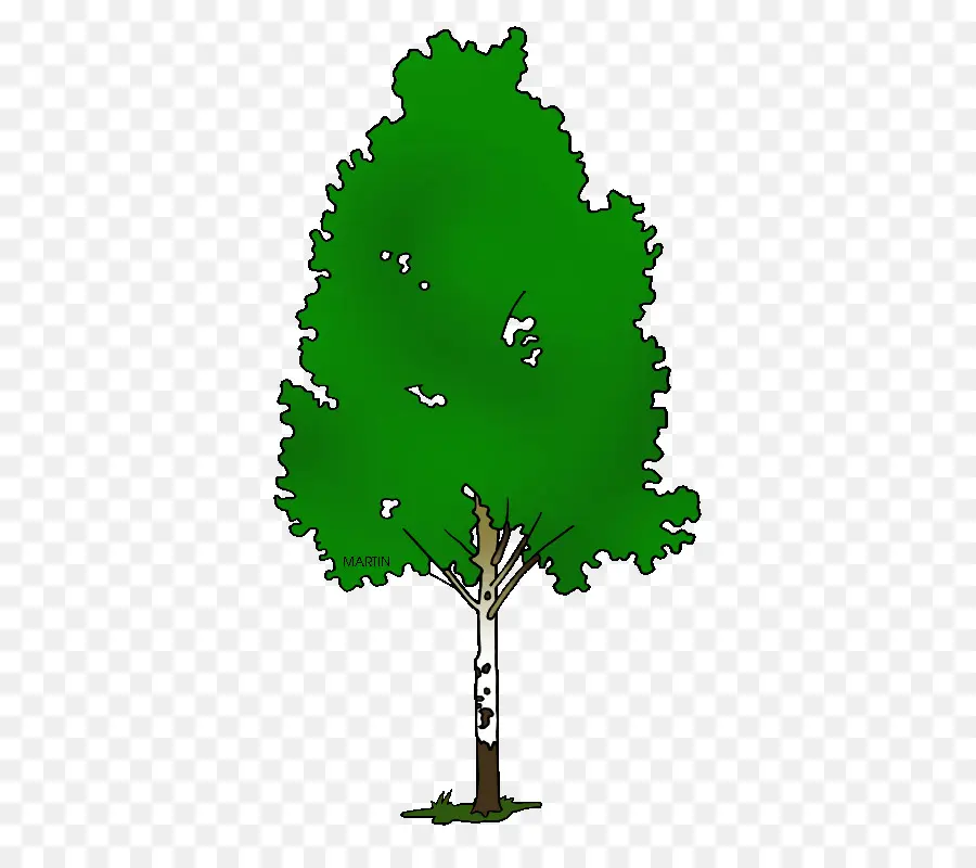 árbol Verde，Hojas PNG