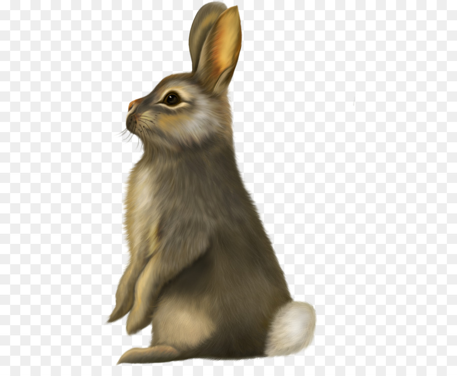 Conejo Blanco，Animal PNG