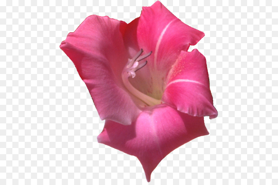 Orquídea Rosa，Florecer PNG