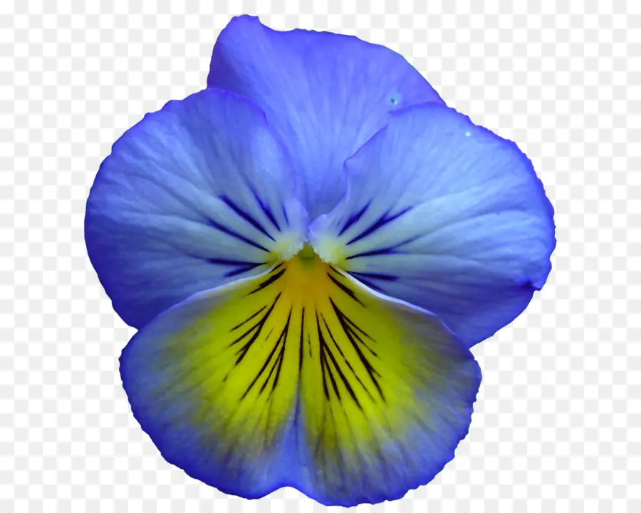 Pansy，Flor PNG