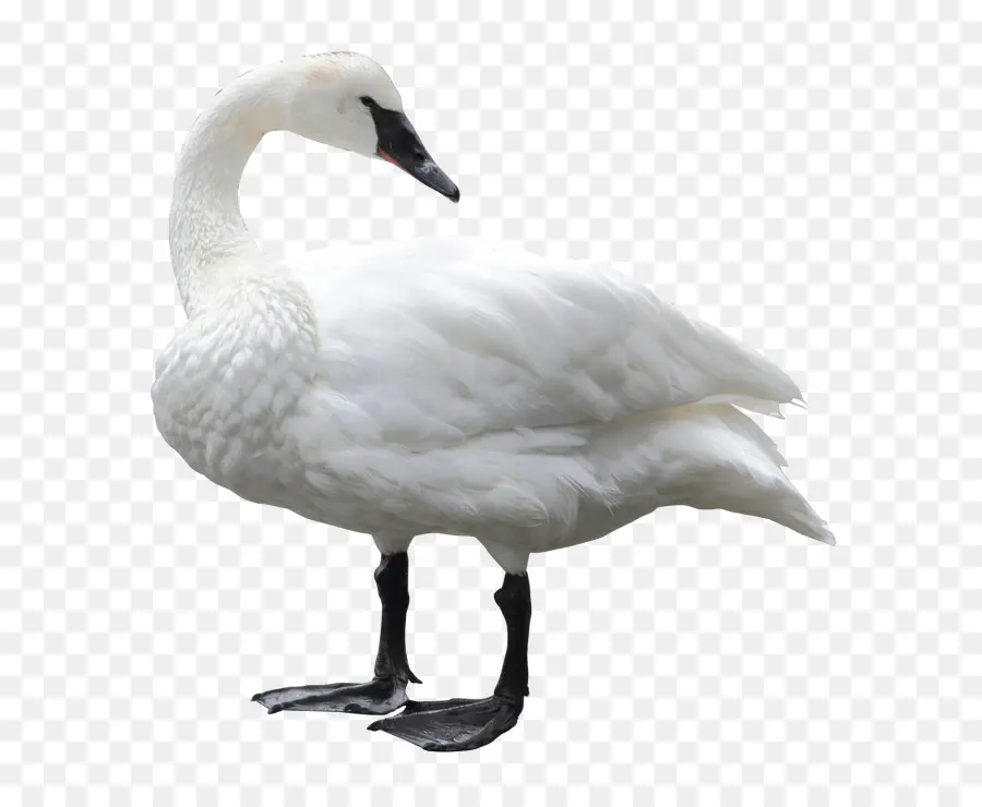 Pájaro，Cisne PNG