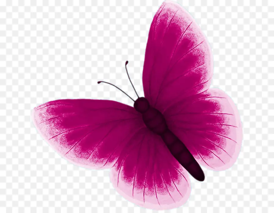 Mariposa，Color PNG