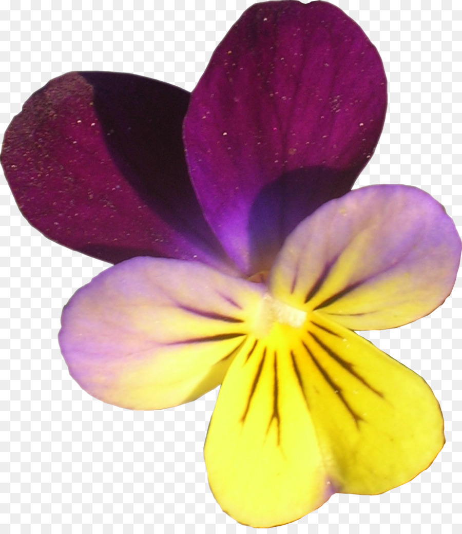 Pansy，Violeta PNG