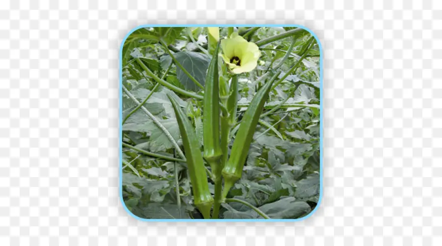 Okra，Vegetal PNG