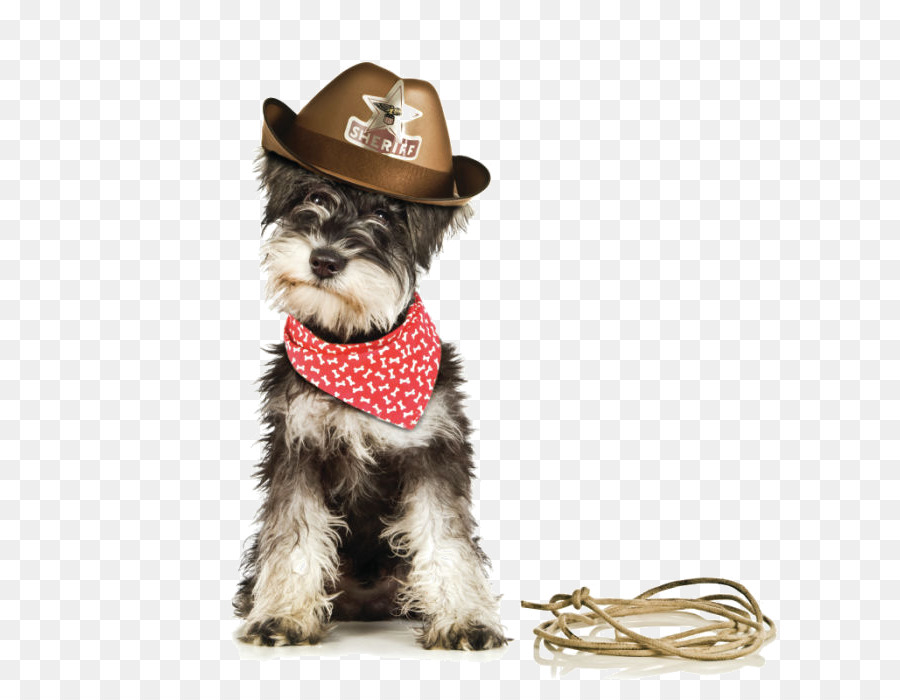 Schnauzer Miniatura，Cachorro PNG