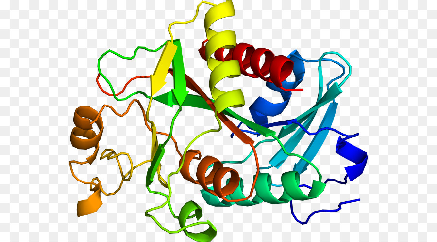 Estructura De La Proteína，Molécula PNG