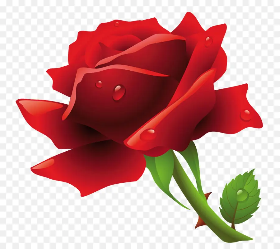 Rosa，Provenir PNG