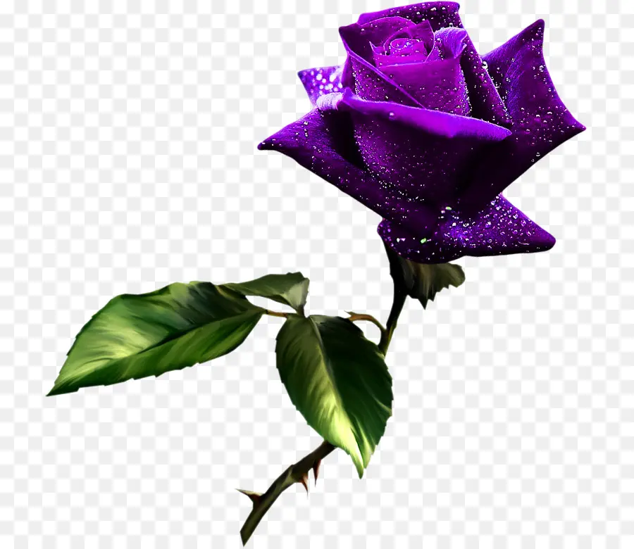 Rosa Morada，Pétalos PNG