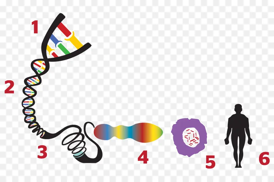 Codificar，Gene PNG