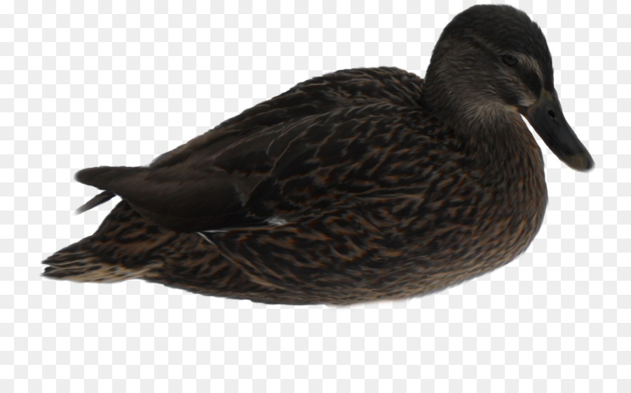 El ánade Real，Pato PNG