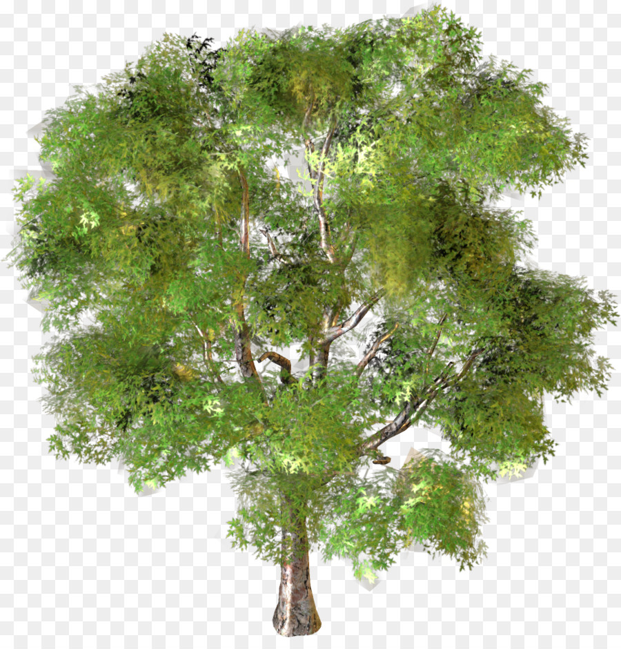 árbol，Paisaje PNG