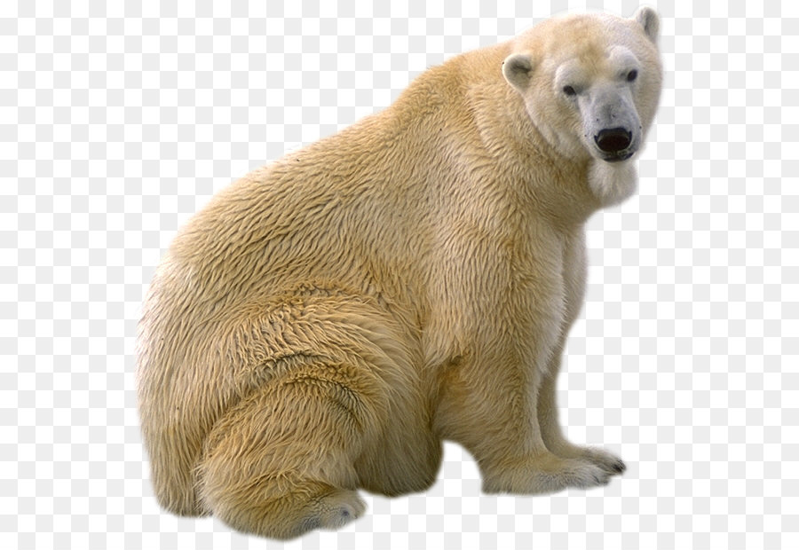 Oso Polar，Blanco PNG