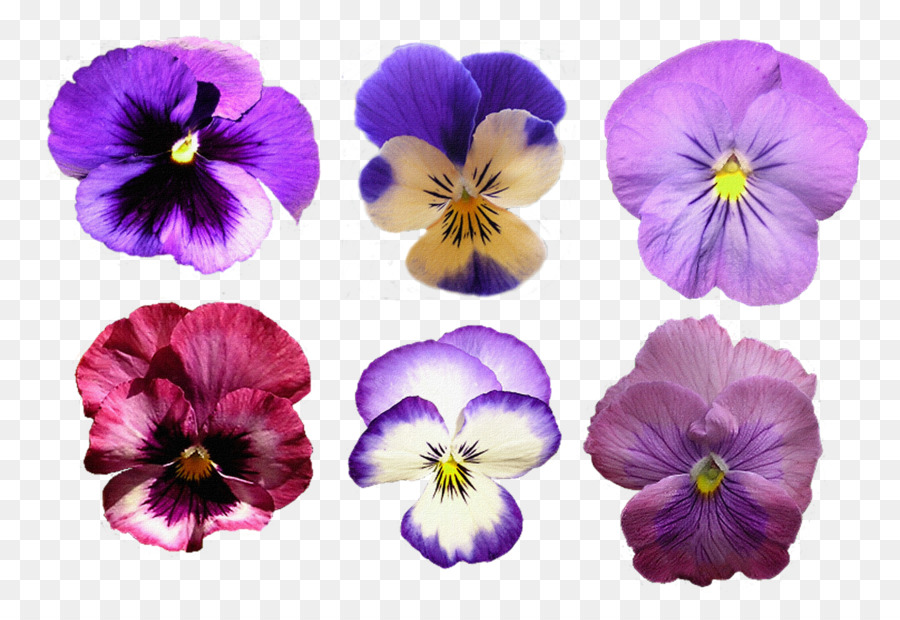 Pansy，Descargar PNG