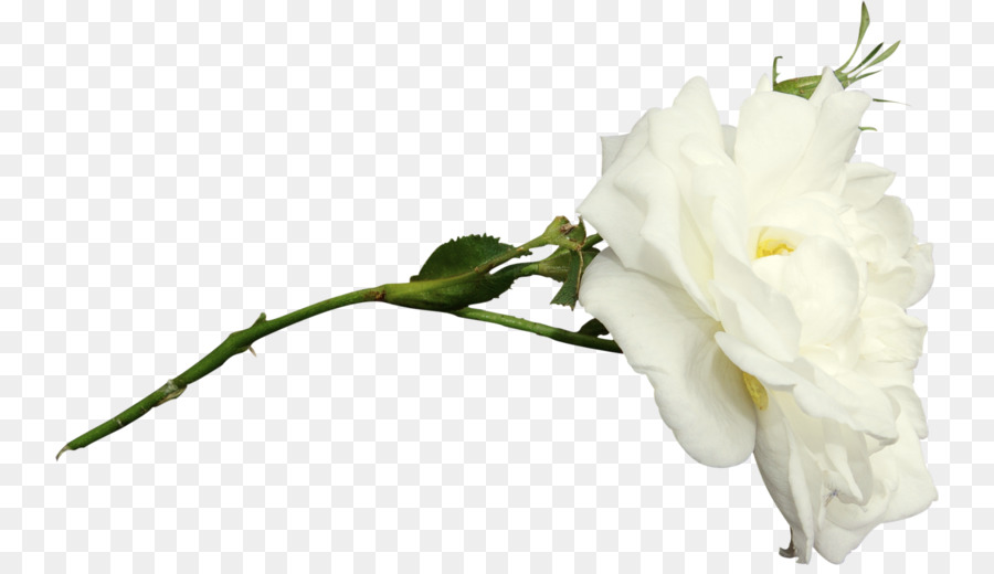 Flores Blancas，Florecer PNG