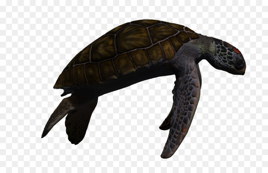 Tortuga De Mar，Tortuga PNG