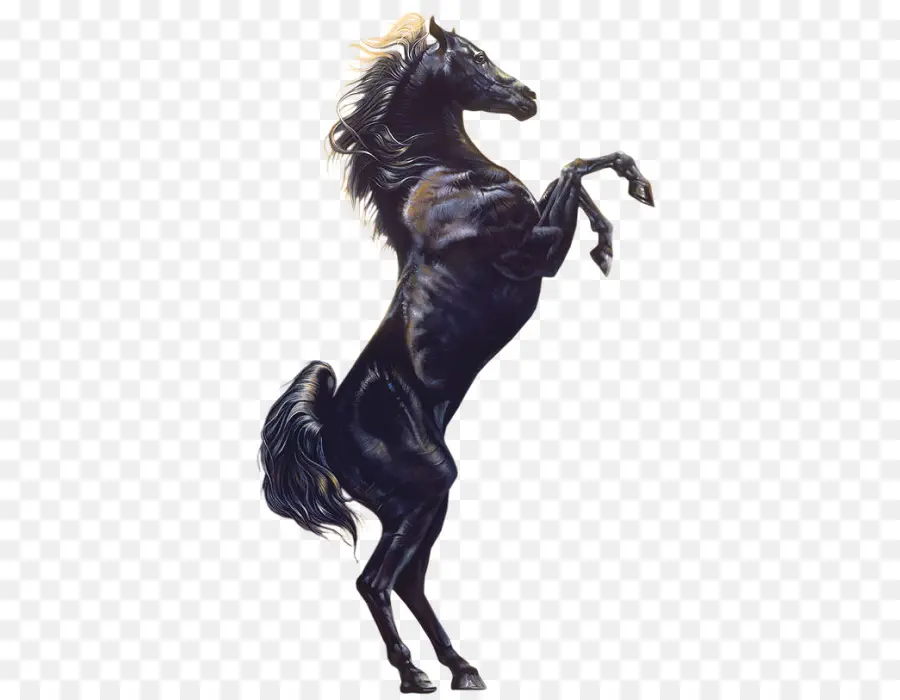 Caballo，Negro PNG