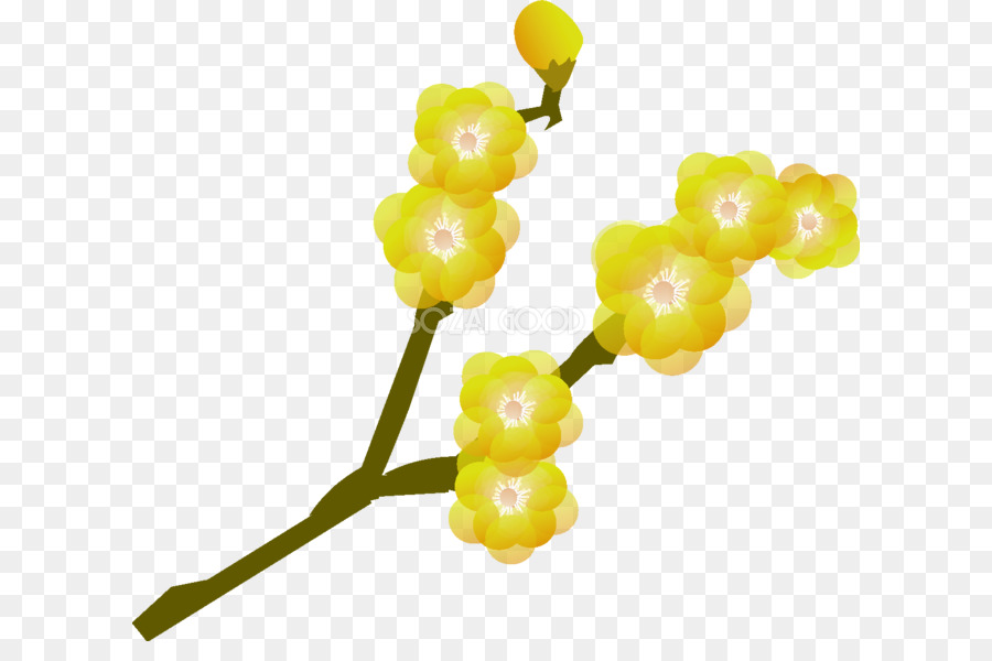 Chimonanthus Praecox，La Flor Del Ciruelo PNG